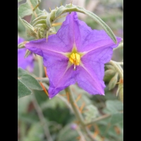 Solanum pyracanthos (fam Solanacees) (Madagascar) (ph Lyon, Parc de la tete d'or) (3)